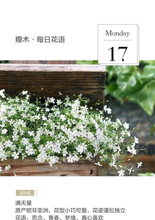满天星的花语颜色和寓意是什么？满天星的寓意是什么？