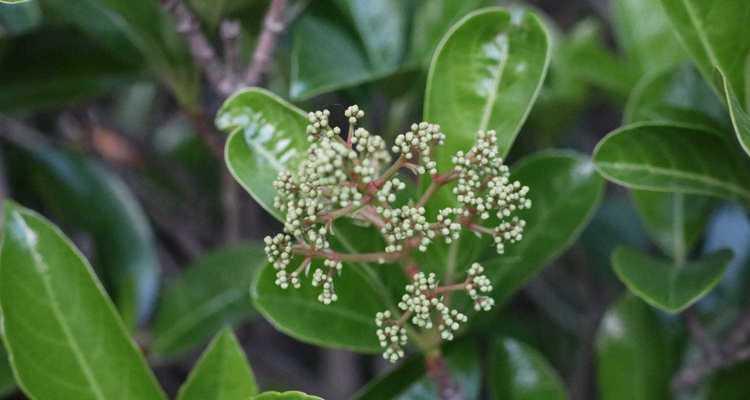 石楠花花语是什么？石楠花的寓意是什么？