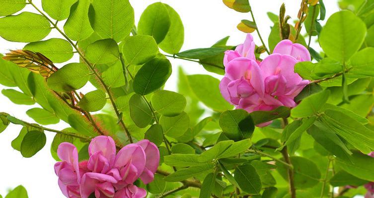红花刺槐花语是什么？红花刺槐的寓意是什么？