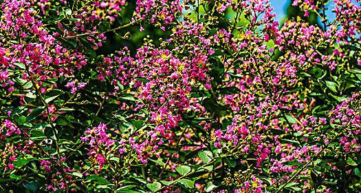 红花刺槐花语是什么？红花刺槐的寓意是什么？