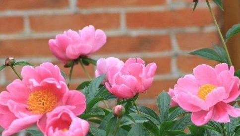 芍药花语是什么意思？芍药花的寓意是什么？