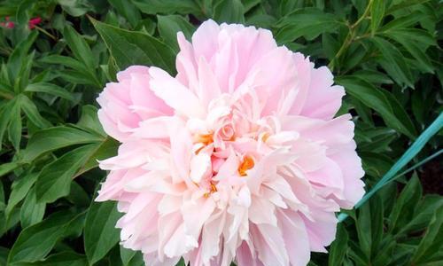 芍药花语是什么意思？芍药花的寓意是什么？
