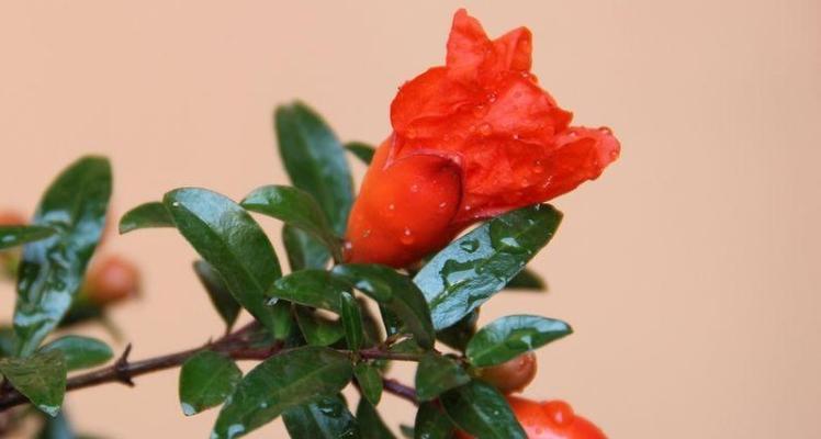 石榴花花语及寓意是什么？石榴花的寓意是什么？