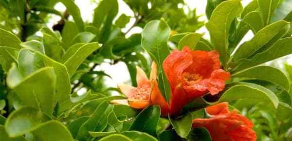 石榴花花语及寓意是什么？石榴花的寓意是什么？