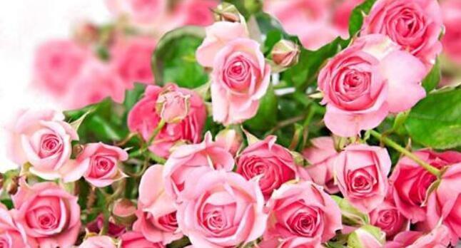 33朵红玫瑰的花语是什么？33朵红玫瑰的寓意是什么？