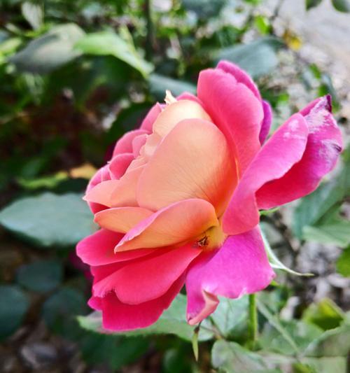 红月季花语是什么？红月季的寓意是什么？