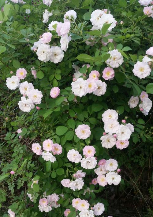 白色蔷薇花语是什么？白色蔷薇的寓意是什么？