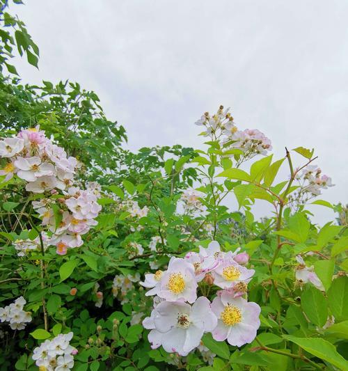 白色蔷薇花语是什么？白色蔷薇的寓意是什么？