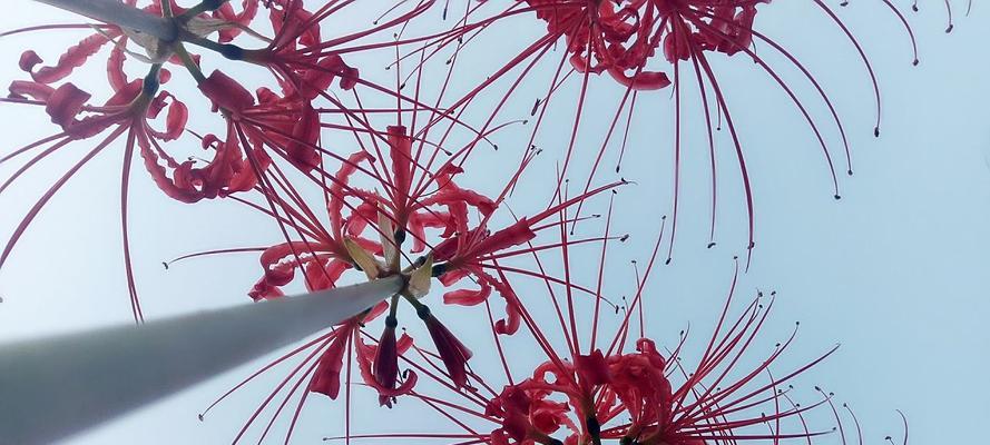 彼岸花的花语是什么？彼岸花的寓意是什么？