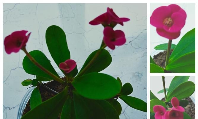 虎刺梅花语是什么？虎刺梅的寓意是什么？