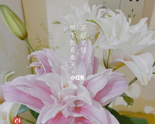 百合代表意思是什么？百合的寓意是什么？