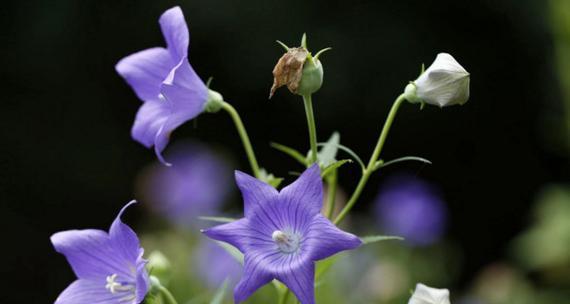 桔梗花花语是什么？桔梗花的寓意是什么？