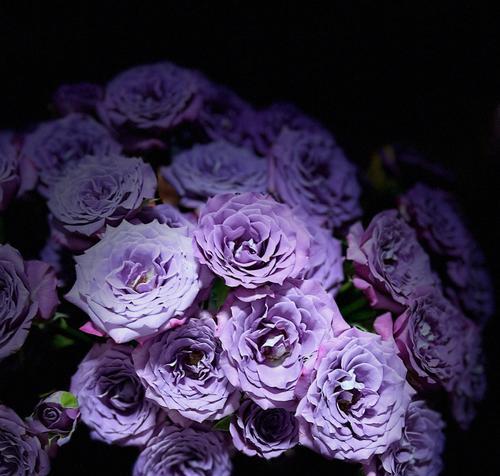淡紫色玫瑰花语是什么？淡紫色玫瑰的寓意是什么？