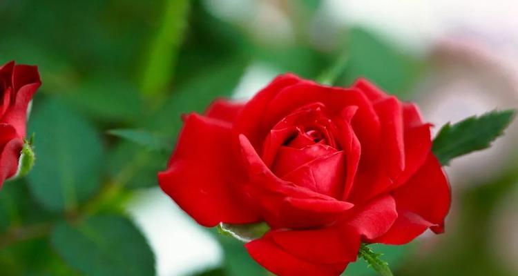 玫瑰花象征着什么寓意？玫瑰的寓意是什么？