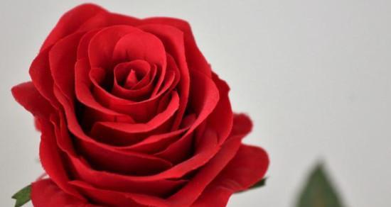 红色玫瑰代表意思是什么？红色玫瑰的寓意是什么？