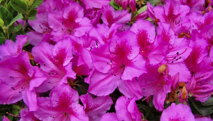 杜鹃花的花语是什么？杜鹃花的寓意是什么？