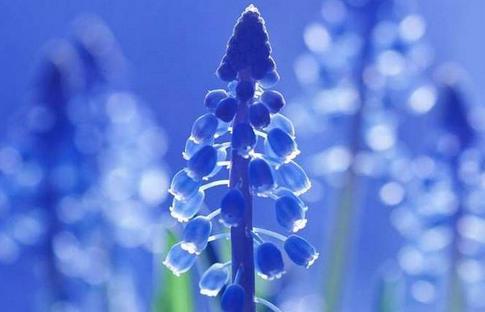 蓝色风信子花语是什么？蓝色风信子的寓意是什么？