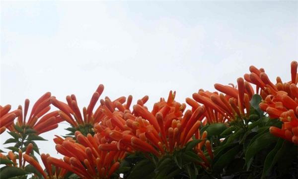 炮仗花花语是什么？炮仗花的寓意是什么？