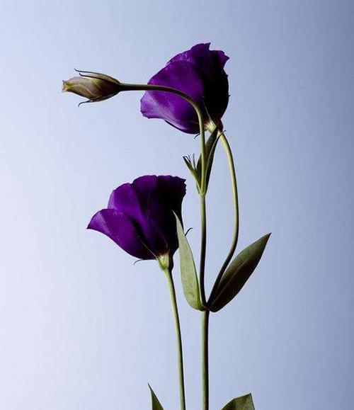 桔梗花的花语寓意是什么？桔梗花的寓意是什么？