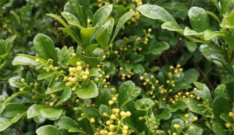 米兰花的花语和花语背后的传说是什么？米兰花的寓意是什么？