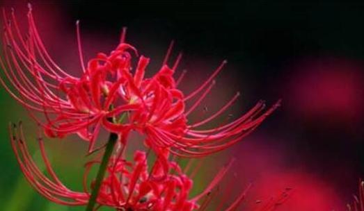 彼岸花象征着什么意义？彼岸花的寓意是什么？