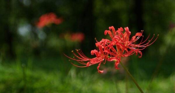 彼岸花象征着什么意义？彼岸花的寓意是什么？