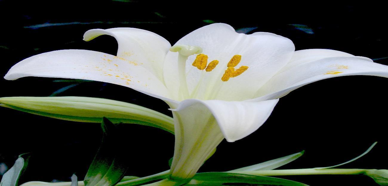 百合花的象征着什么？百合花的寓意是什么？