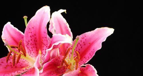 百合花的象征着什么？百合花的寓意是什么？