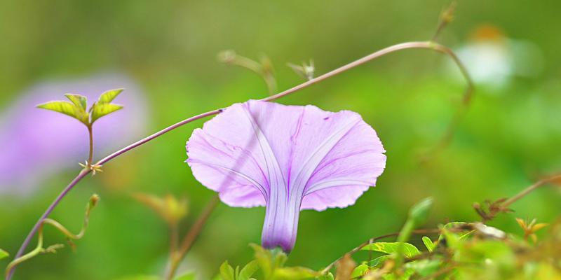 牵牛花的寓意和象征是什么？牵牛花的寓意是什么？