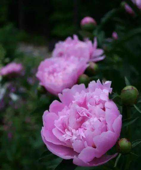 芍药花花语是什么意思？芍药花的寓意是什么？