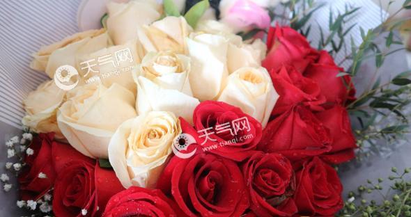 玫瑰送几支的寓意是什么？不同数量玫瑰花的寓意是什么？