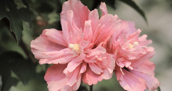 木槿花花语是什么？木槿的寓意是什么？