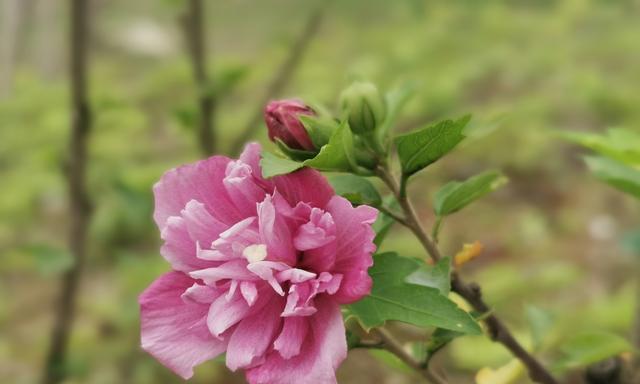 木槿花花语是什么？木槿的寓意是什么？