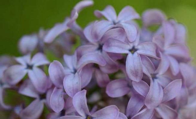 孤挺花，生日花语体质虚羽是什么？孤挺花的寓意是什么？