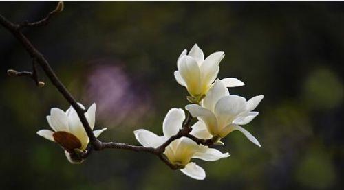 白玉兰花语的含义是什么？白玉兰的寓意是什么？