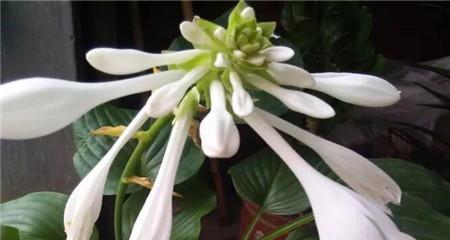 玉簪花的寓意是什么？玉簪花有哪些象征意义？