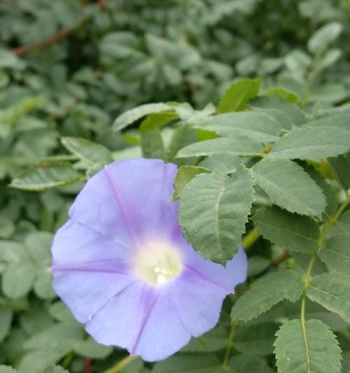 蓝色牵牛花的花语是什么？蓝色牵牛花有哪些寓意？