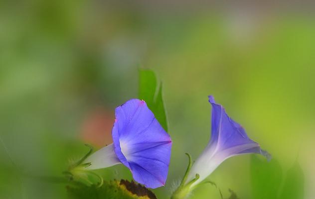 蓝色牵牛花的花语是什么？蓝色牵牛花有哪些寓意？