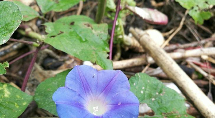 蓝色牵牛花的花语是什么？蓝色牵牛花有哪些寓意？