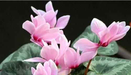 代表祝福的花是什么？什么花的花语是祝福？
