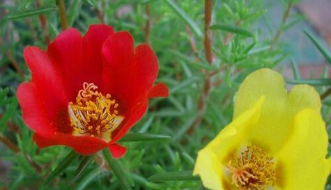 代表胜利的花是什么？什么花的花语是胜利？