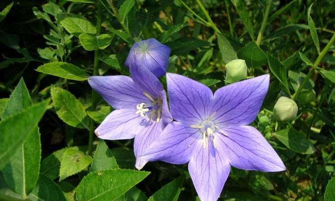 代表胜利的花是什么？什么花的花语是胜利？