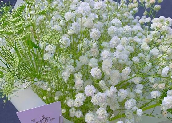 满天星的花语是什么？满天星有哪些传说？