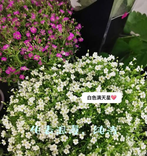 满天星的花语是什么？满天星有哪些传说？
