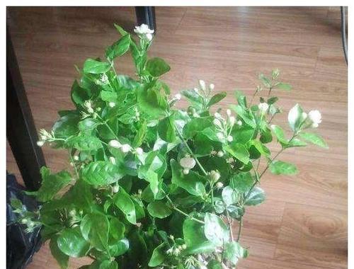 哪些植物代表顺利？代表顺利的花有哪些？