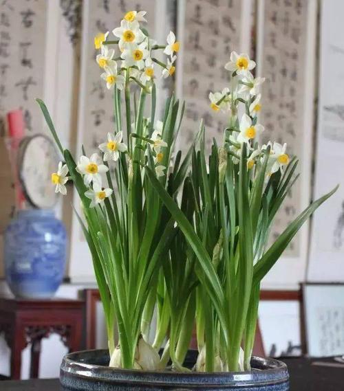 哪些植物代表顺利？代表顺利的花有哪些？