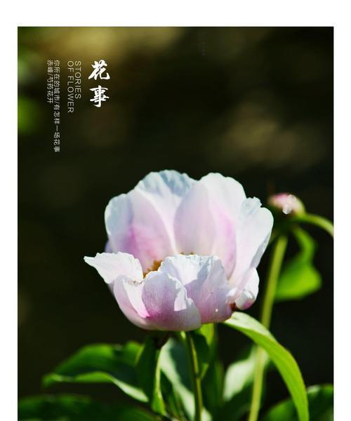 白芍花的花语是什么？白芍花有哪些传说？