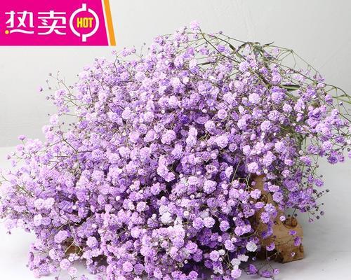 紫色满天星的花语是什么？紫色满天星有哪些寓意？