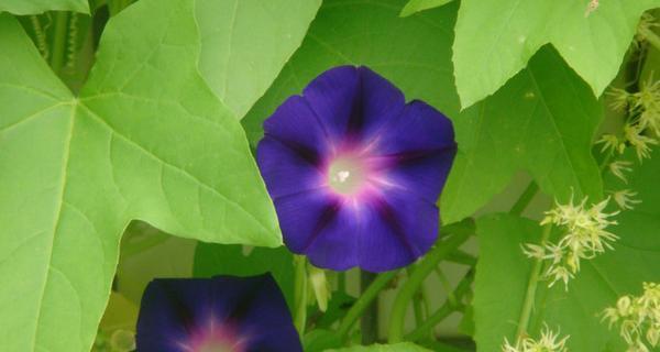 牵牛花的花语是什么？牵牛花有哪些寓意？