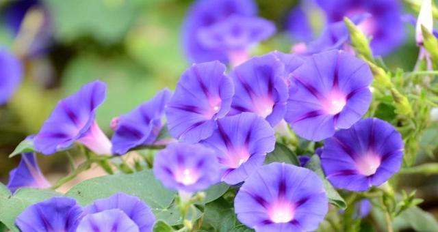 牵牛花的花语是什么？牵牛花有哪些寓意？